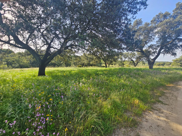 CASTILBLANCO DE LOS ARROYOS, 41230, ,Terreno o Parcela,Venta,1487